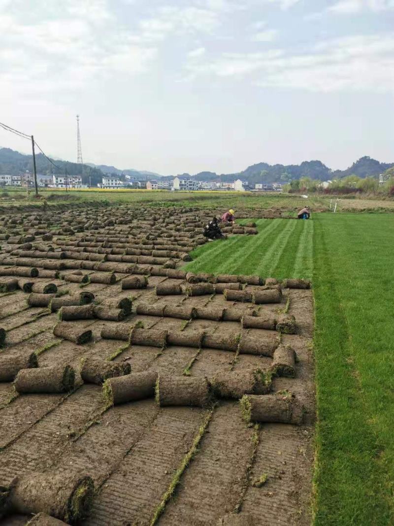 果岭草百慕大，矮生百慕大