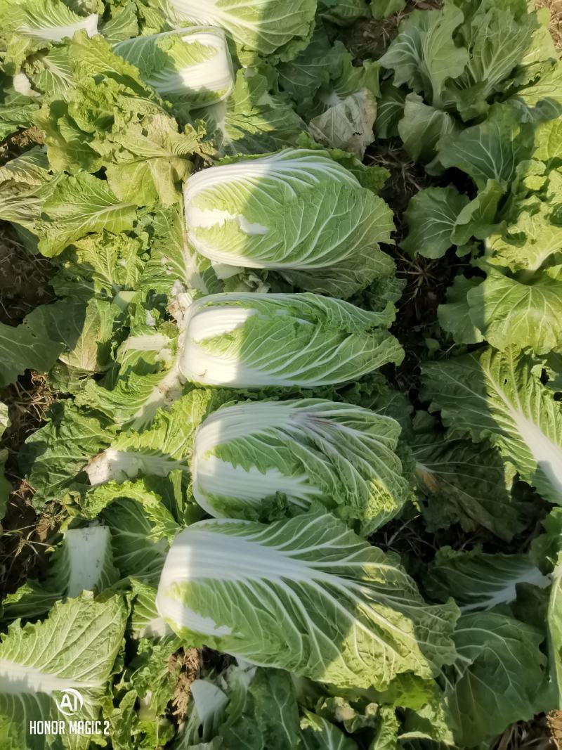 商丘白菜精品夏阳白菜产地直供，品质保证，欢迎来电。