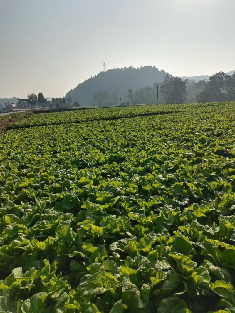 泡青菜四川绵阳青菜。可做泡菜大叶青叶菜。
