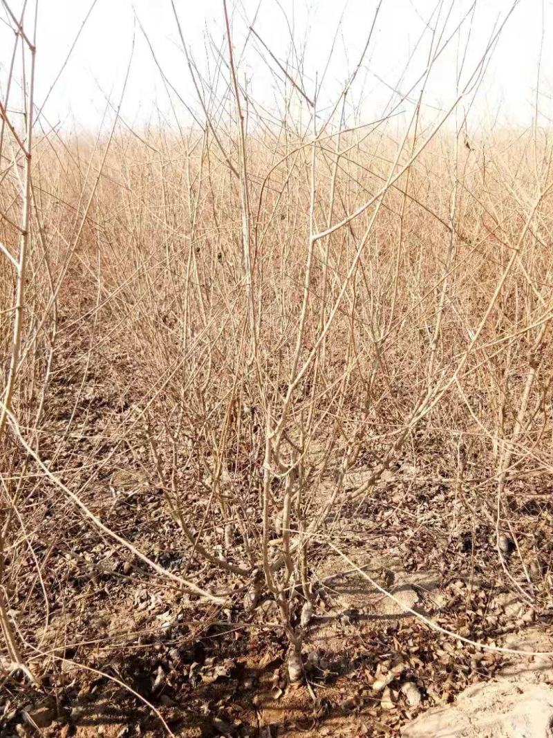 大量低价出售，高60-1米，杯苗金叶榆，绿篱苗金叶榆，