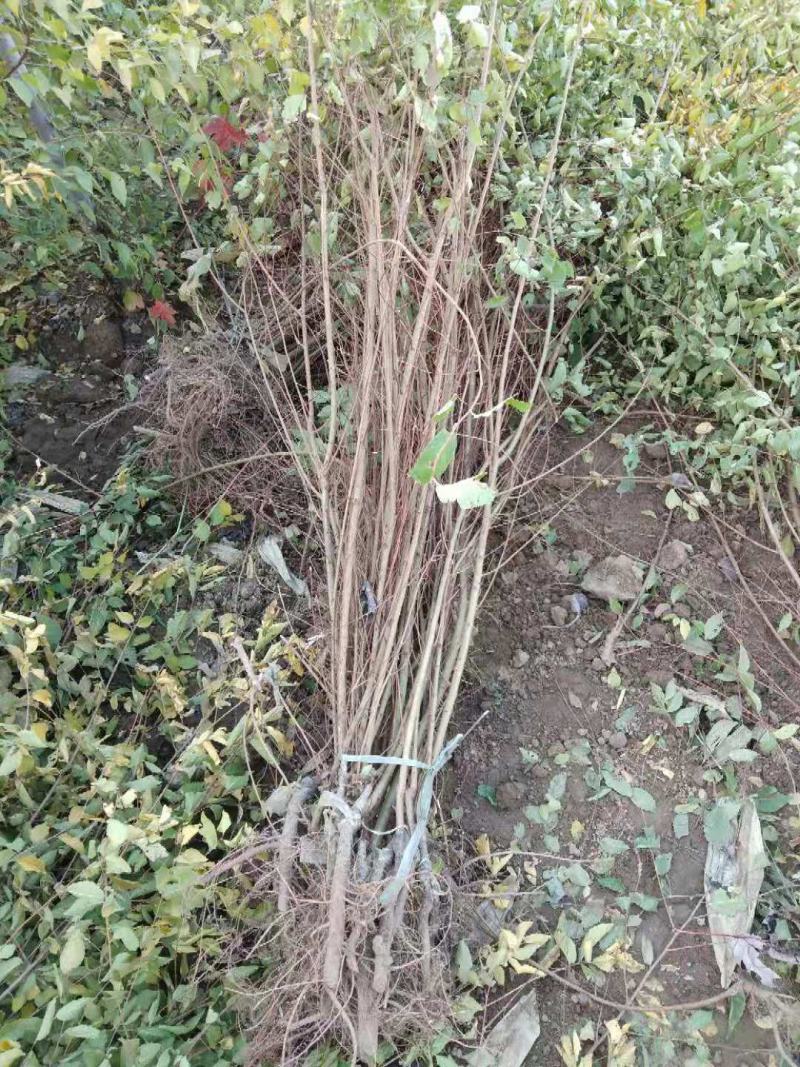 大量低价出售，高60-1米，杯苗金叶榆，绿篱苗金叶榆，