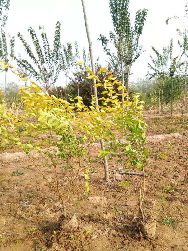 大量低价出售，高60-1米，杯苗金叶榆，绿篱苗金叶榆，
