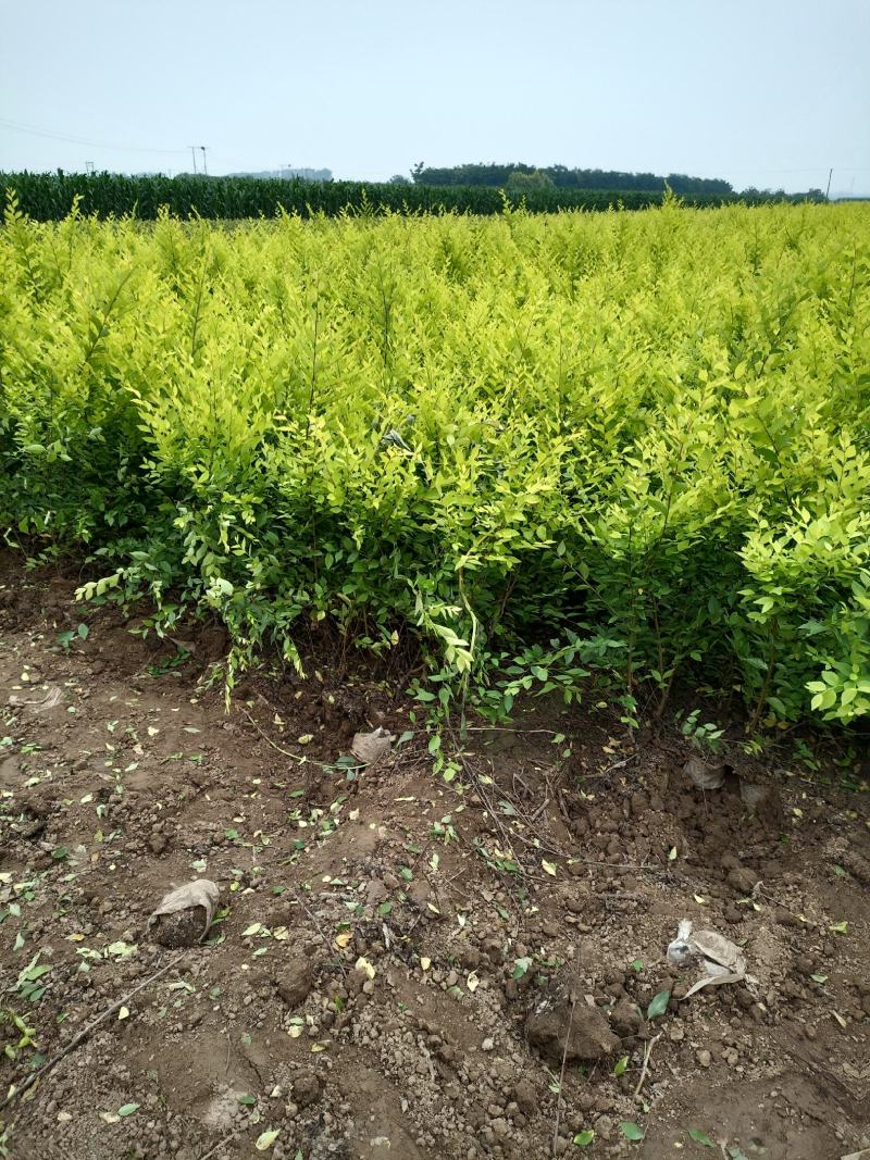 大量低价出售，高60-1米，杯苗金叶榆，绿篱苗金叶榆，