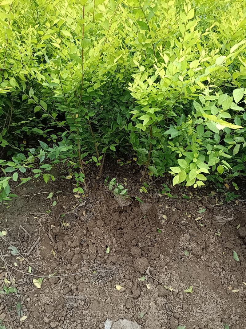 大量低价出售，高60-1米，杯苗金叶榆，绿篱苗金叶榆，