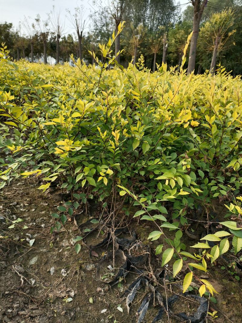 大量低价出售，高60-1米，杯苗金叶榆，绿篱苗金叶榆，