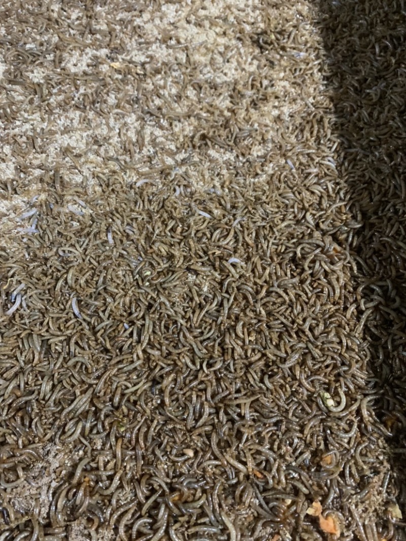 优质开口虫，1.2、1.5各规格幼虫常年有货，全国发货