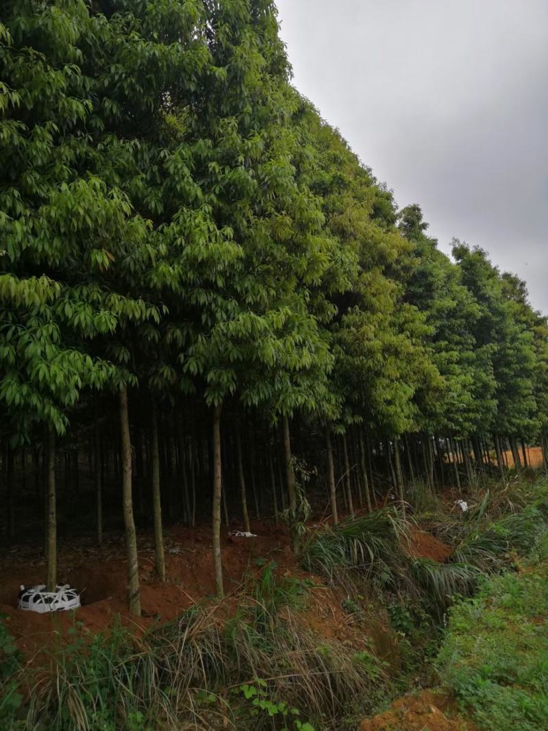 小叶桢楠，楠木，金丝楠木，大量低价出售基地