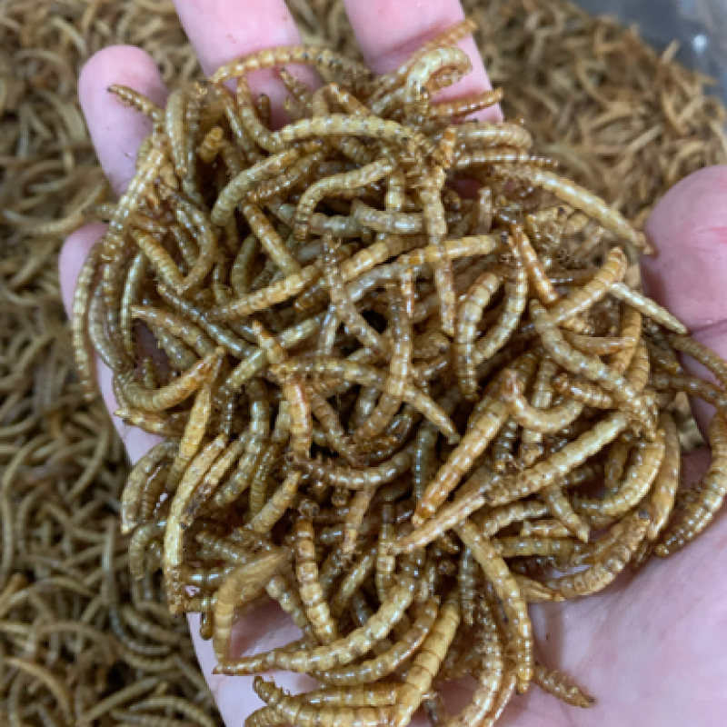优质黄粉虫干品常年有货，全国安排发货，欢迎联系