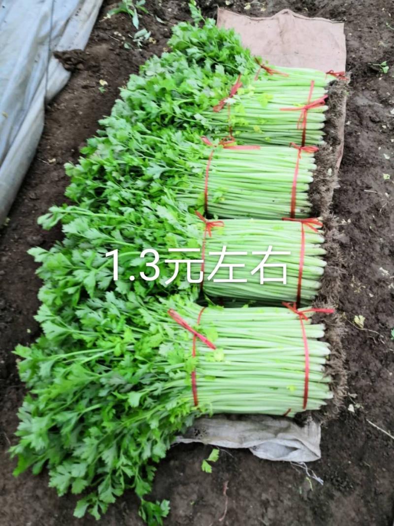 香芹，兰陵县精品芹菜小香芹视频看货基地直发诚信代办