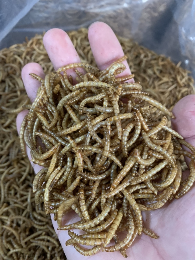 优质黄粉虫干品常年有货，全国安排发货，欢迎联系