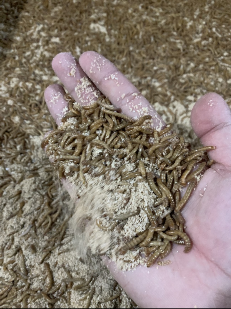 常年出售各虫龄优质黄粉虫（虫卵、开口虫、幼虫、成虫）。