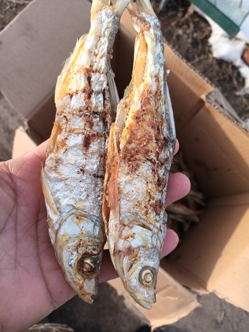 生晒3一6公分小鲫鱼干宠物饲料龟饲料第一手货源