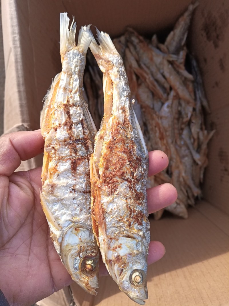 生晒3一6公分小鲫鱼干宠物饲料龟饲料第一手货源