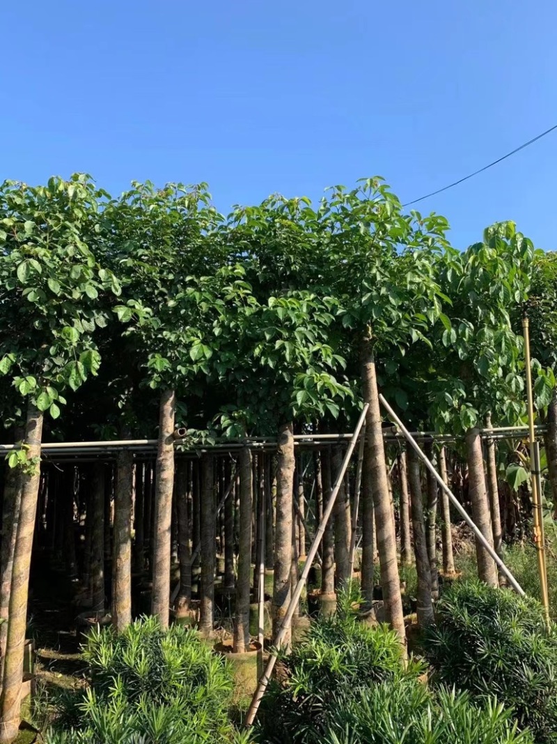 秋枫。各种规格齐全。支持视频看货欢迎联系