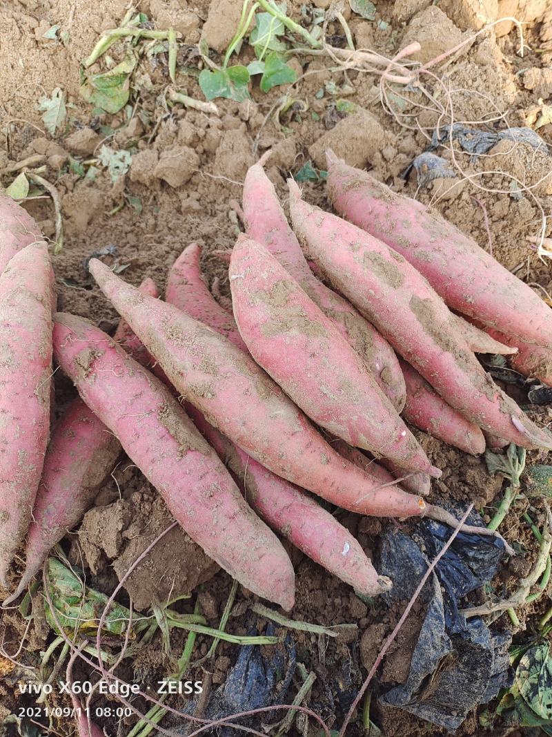 河北精品西瓜红红薯基地自产自销，货源充足质量保证