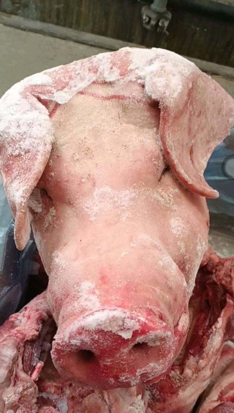郑州莱聚商贸有限猪副产品工厂直营