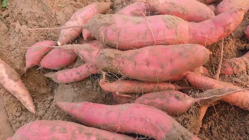 河北精品西瓜红红薯基地自产自销，货源充足质量保证
