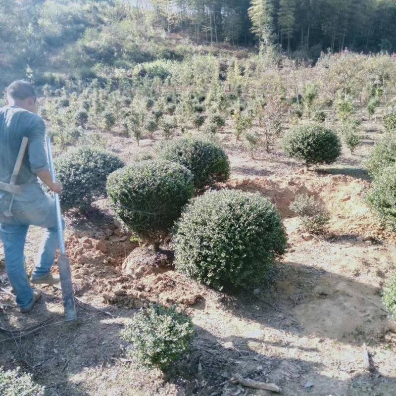 龟甲冬青球，龟甲冬青种植基，龟甲冬青批发