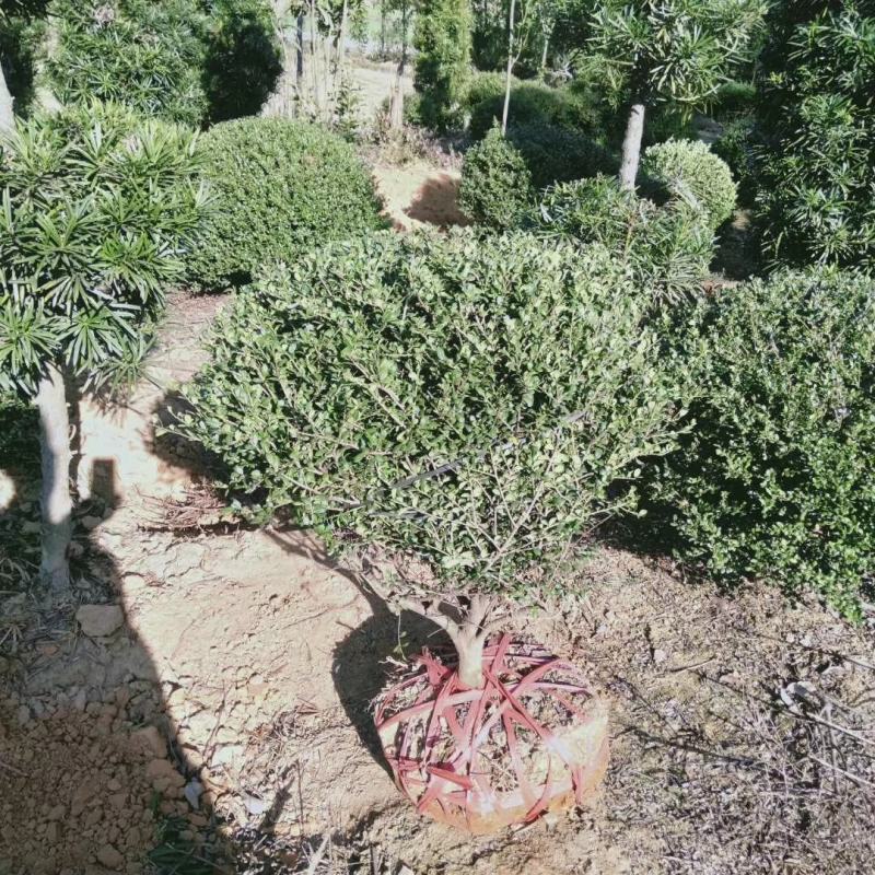 龟甲冬青球，龟甲冬青种植基，龟甲冬青批发