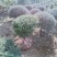 龟甲冬青球，龟甲冬青种植基，龟甲冬青批发