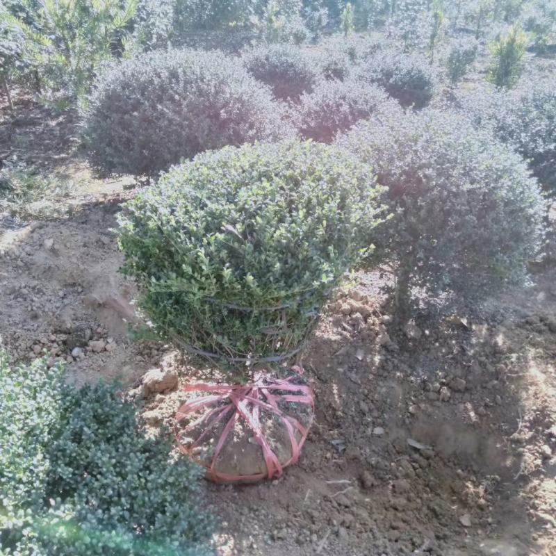 龟甲冬青球，龟甲冬青种植基，龟甲冬青批发