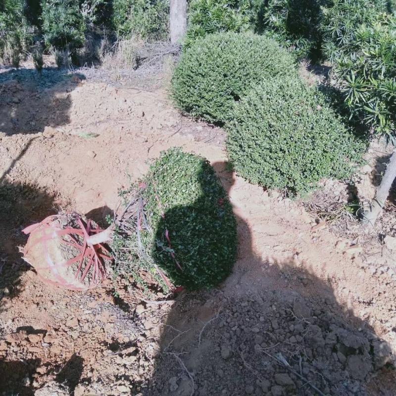 龟甲冬青球，龟甲冬青种植基，龟甲冬青批发