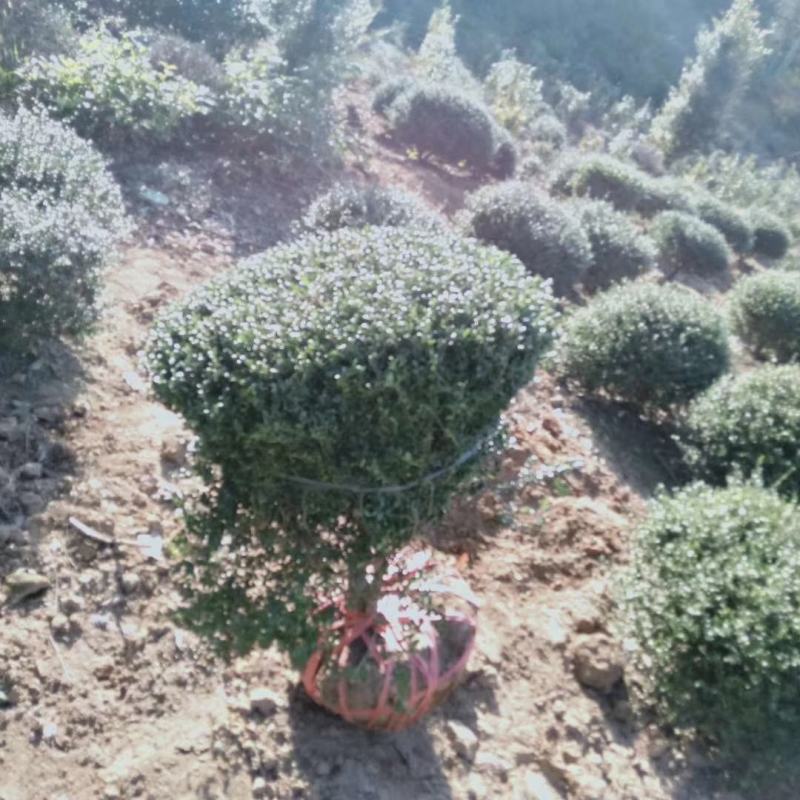 龟甲冬青球，龟甲冬青种植基，龟甲冬青批发