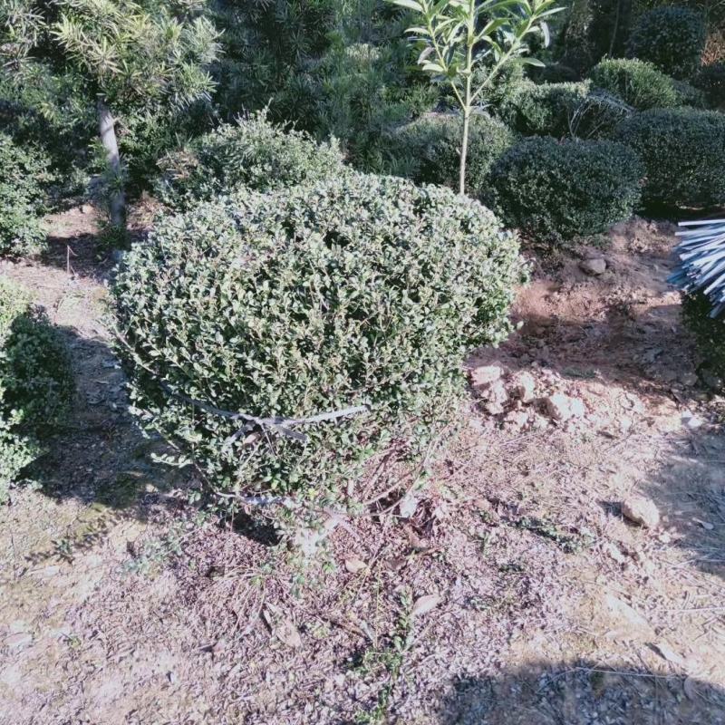 龟甲冬青球，龟甲冬青种植基，龟甲冬青批发