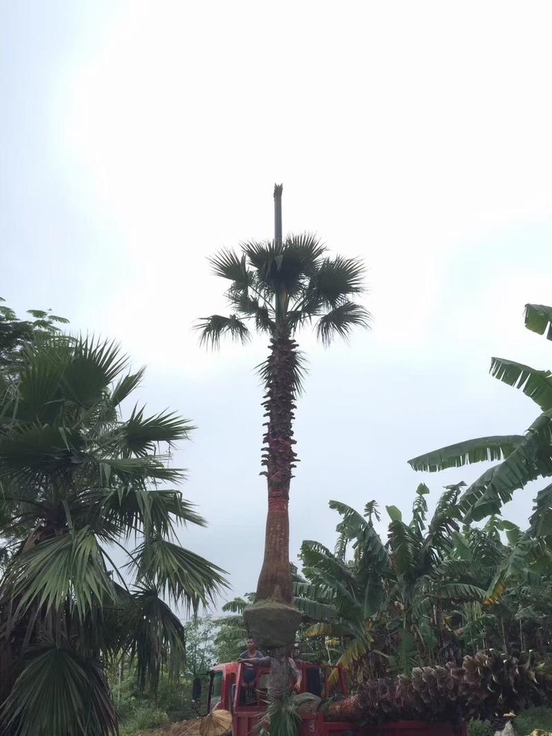 3米杆高老人葵.3米总高华盛顿葵.50公分老人葵.棕榈树树