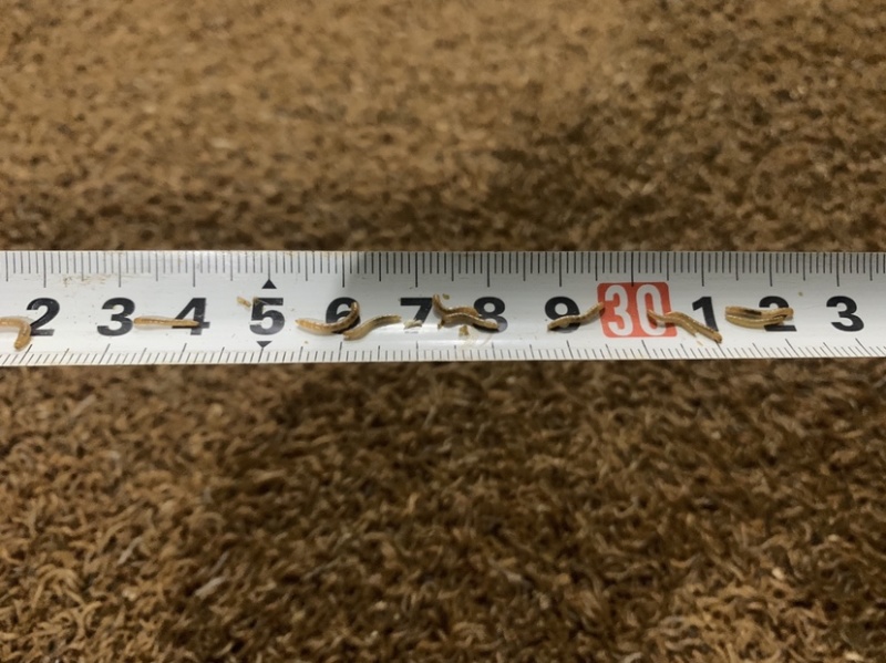 优质开口虫，1.2、1.5各规格幼虫常年有货，全国发货