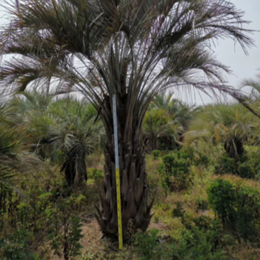 2米高布迪椰子.40公分布迪椰子.棕榈树.行道🌲