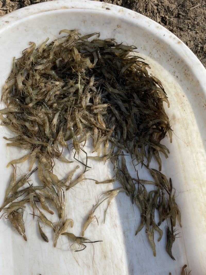 河虾大小都有