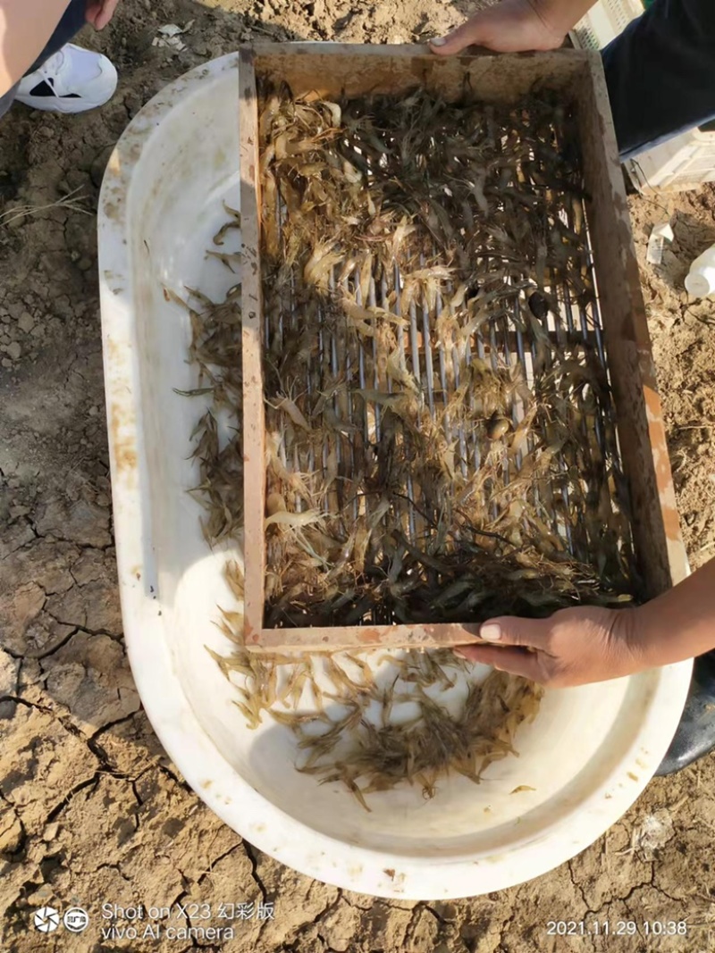 河虾大小都有