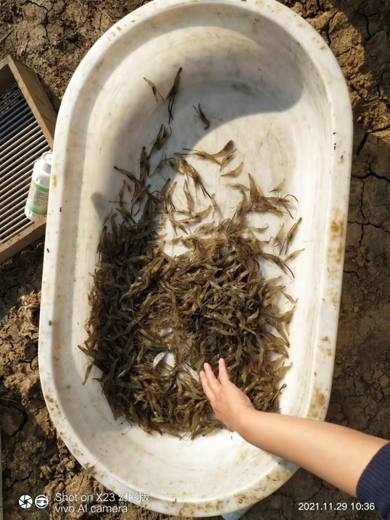 河虾大小都有