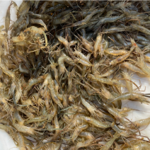河虾大小都有