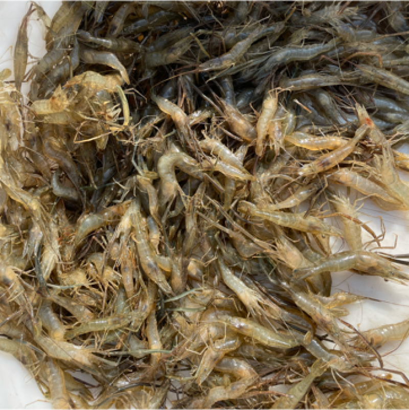 河虾大小都有