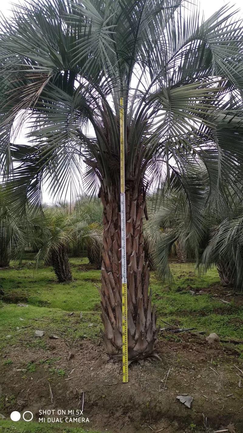 2米高布迪椰子.40公分布迪椰子.棕榈树.行道🌲