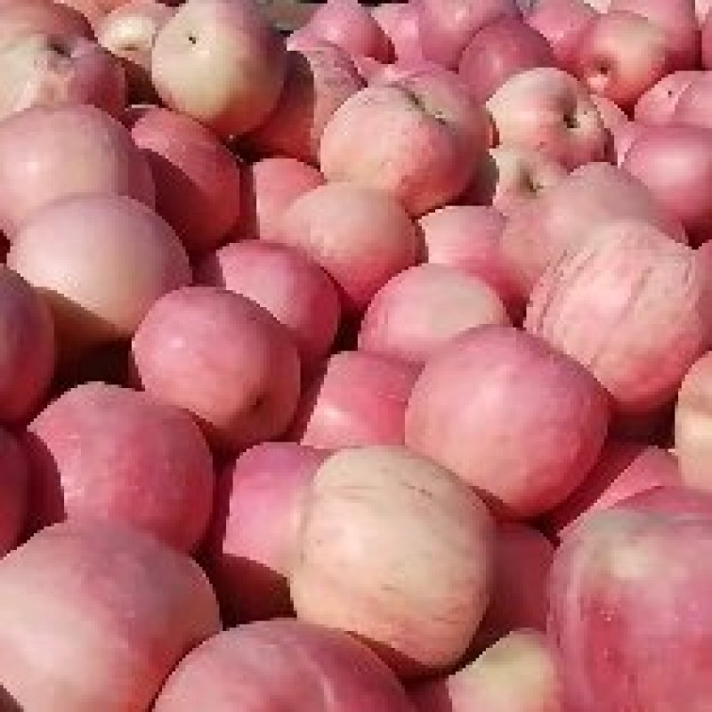 出售青龙县红富士苹果1.5元《可发物流》