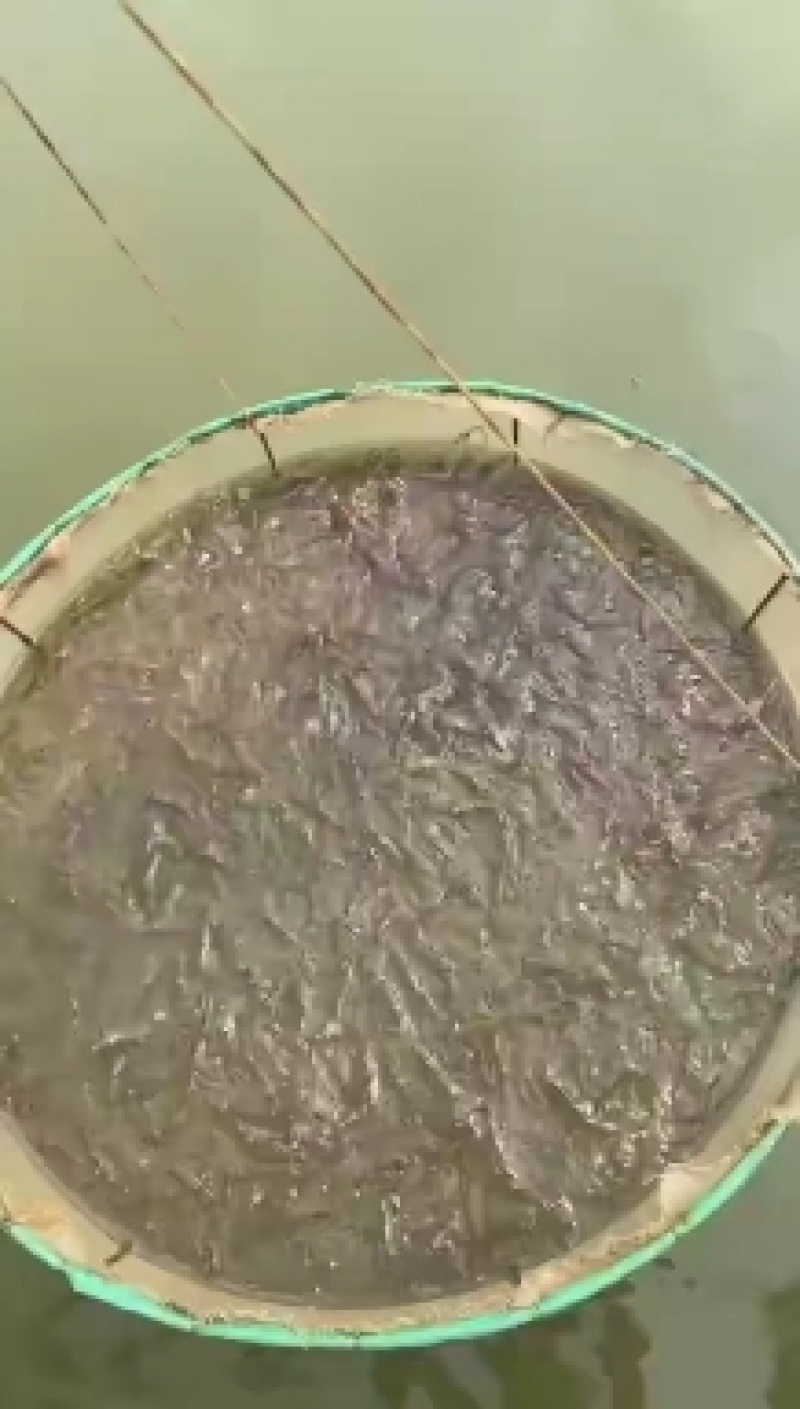 （热销）南美白对虾虾苗淡水虾苗基围虾虾苗对虾虾苗