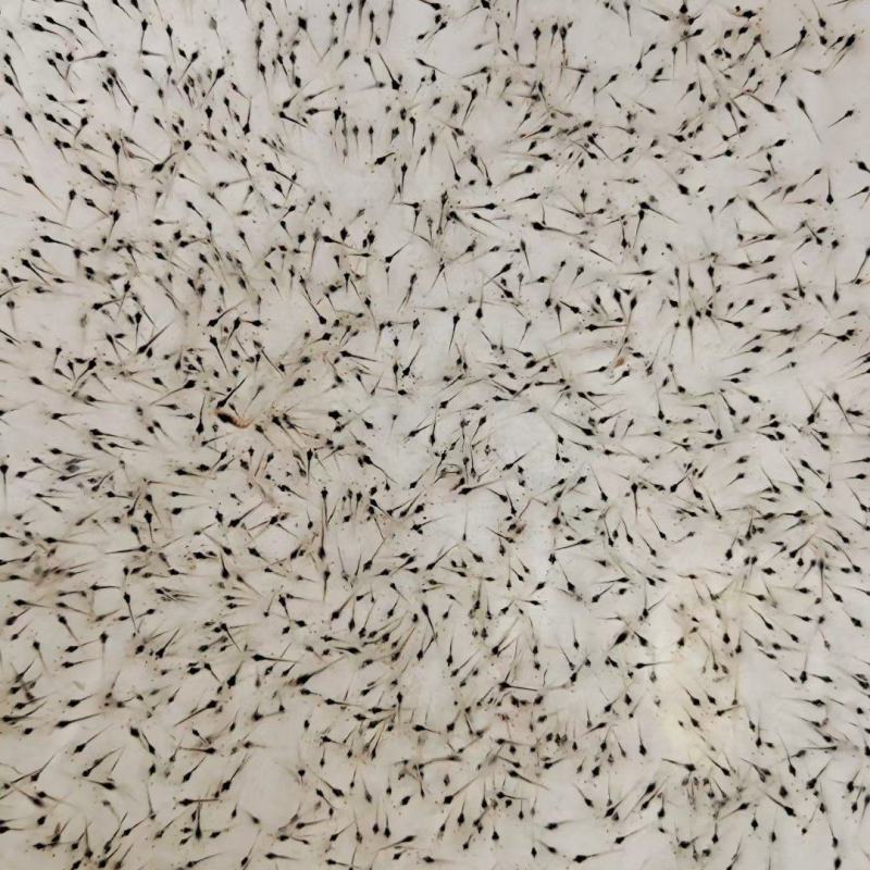（热销）南美白对虾虾苗淡水虾苗基围虾虾苗对虾虾苗