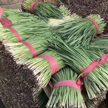 乐亭大棚韭菜大量上市，根粗，叶绿，从11月到3月韭菜大量