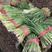 乐亭大棚韭菜大量上市，根粗，叶绿，从11月到3月韭菜大量
