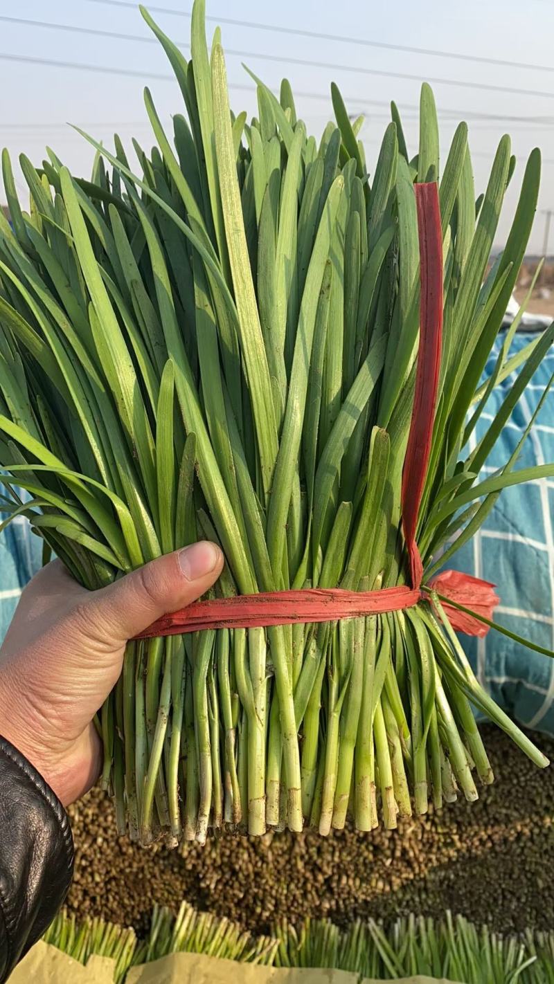 乐亭大棚韭菜大量上市，根粗，叶绿，从11月到3月韭菜大量