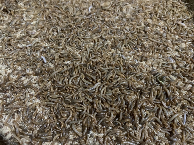 开口虫，各规格小虫常年有货，欢迎联系，质美价优
