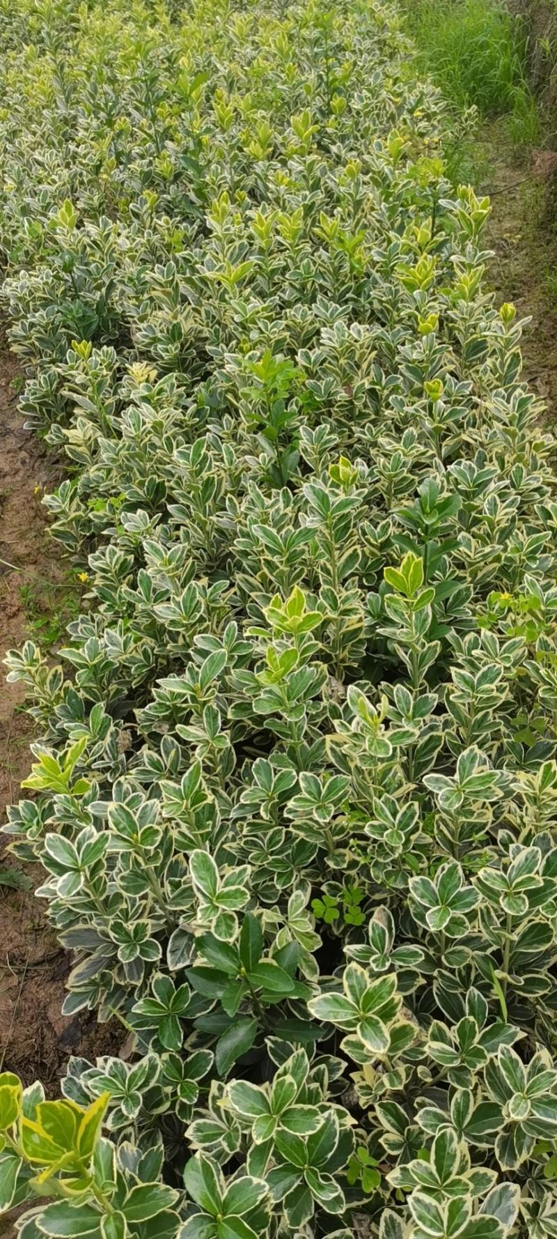 金边黄扬，金边黄扬批发，金边黄扬种植基地