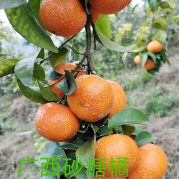 广西砂糖橘招各地老板前来收购