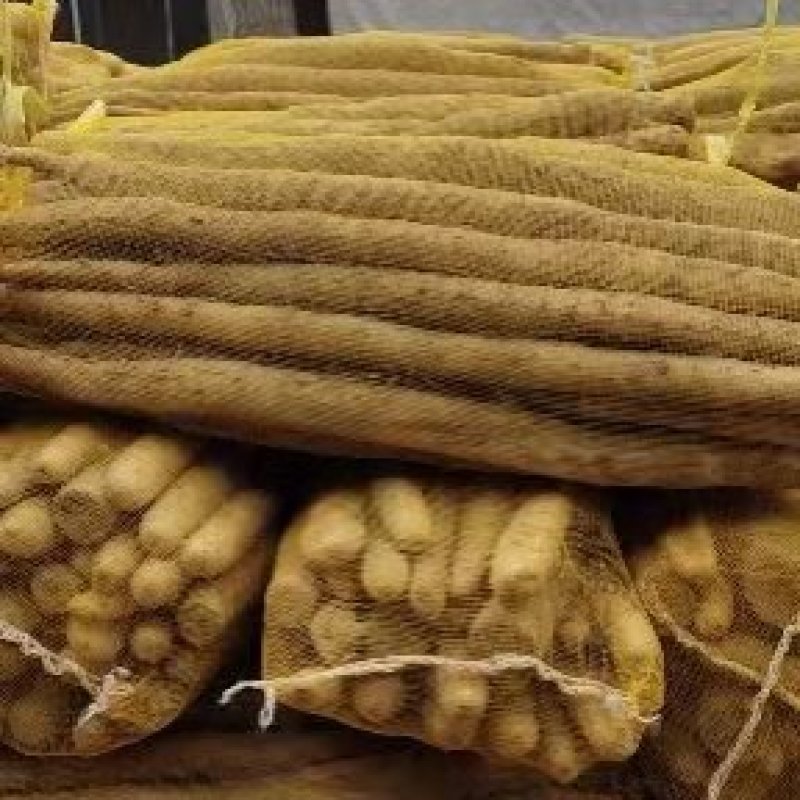 河北精品白山药，产地直销，保质保量发货稳定供应全国市场