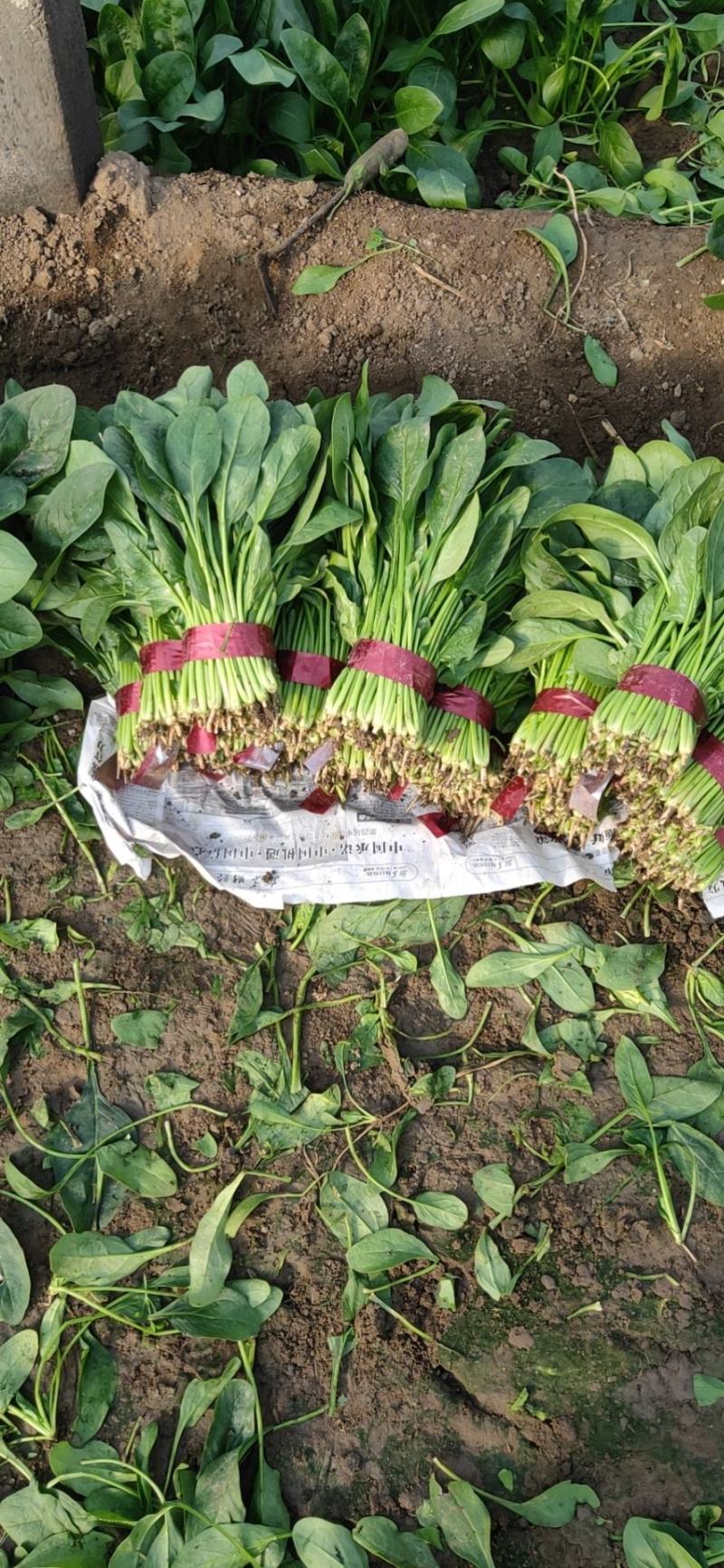 大叶菠菜产地直供，货源充足，价格便宜，可代发车欢迎来电