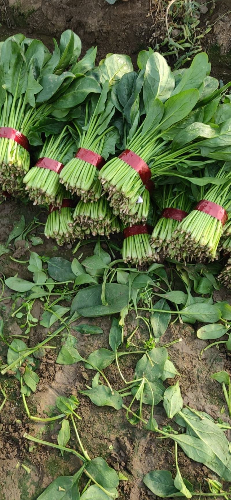 大叶菠菜产地直供，货源充足，价格便宜，可代发车欢迎来电