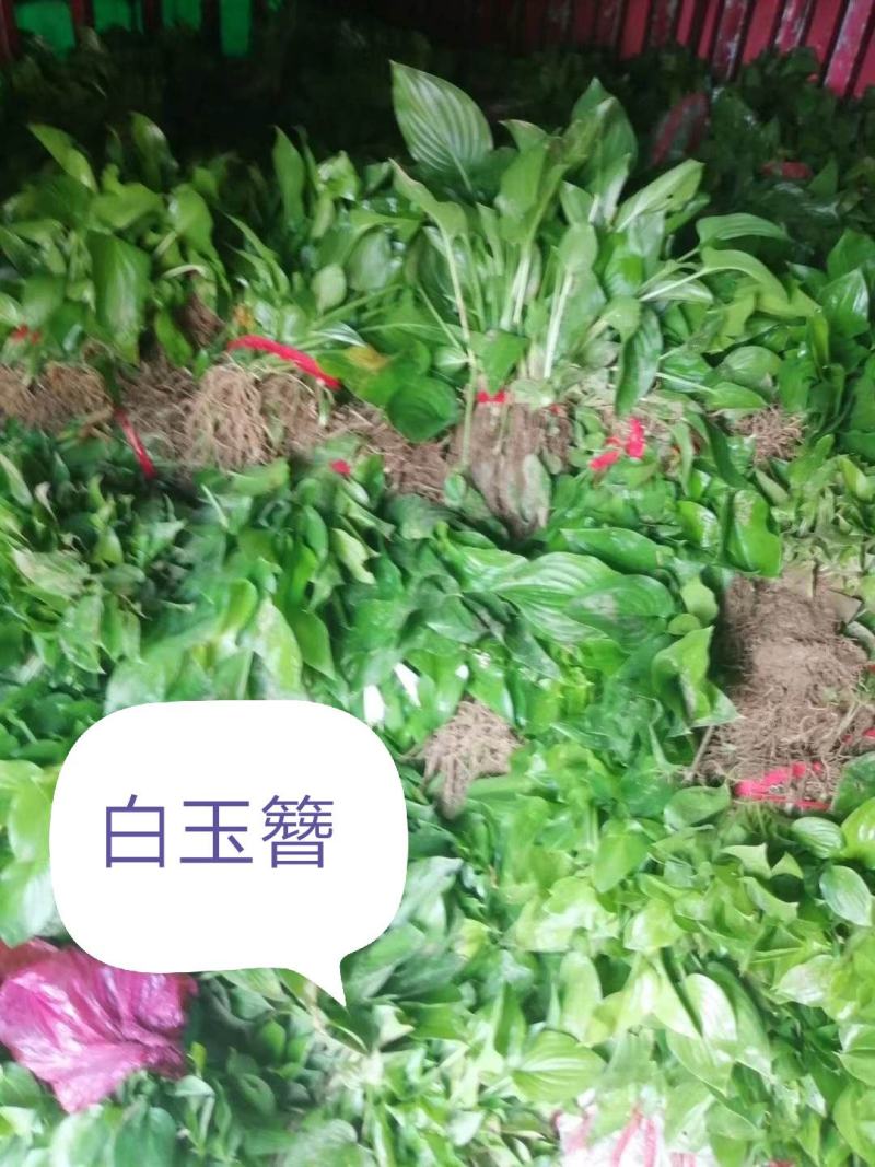 白玉簪，白玉簪种苗基地全国最大